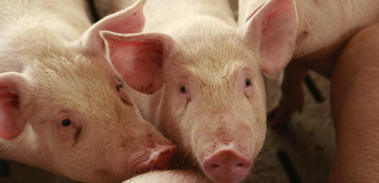 Antiviral feed additives for pigs Antiviral feed additives for pigs