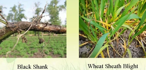 Fludioxonil Fludioxonil